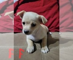 Image preview for Ad Listing. Nickname: Pup 1