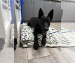 SINDEL - Female German Shepherd Dog Dog for Adoption - Small photo