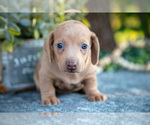 Small Photo #7 Dachshund Puppy For Sale in ROME CITY, IN, USA