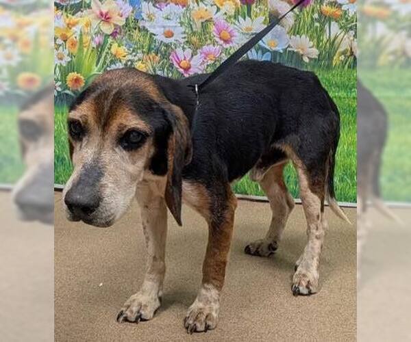 Medium Photo #1 Beagle Puppy For Sale in Stratham, NH, USA