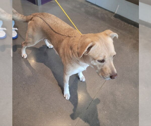 Medium Photo #11 American Staffordshire Terrier-Labrador Retriever Mix Puppy For Sale in Winston Salem, NC, USA