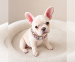 Small #1 French Bulldog