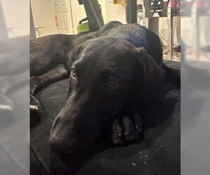 Kendall - Female Labrador Retriever-Unknown Mix Dog for Adoption - Photo #9
