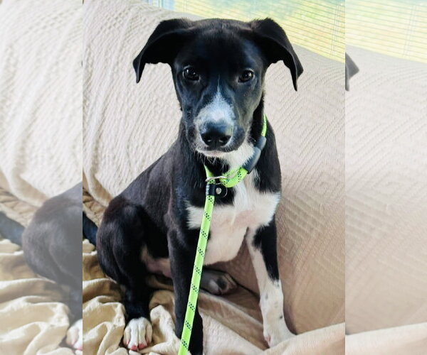 Medium Photo #3 Labrador Retriever-Unknown Mix Puppy For Sale in Germantown, OH, USA