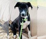 Small #2 Labrador Retriever Mix