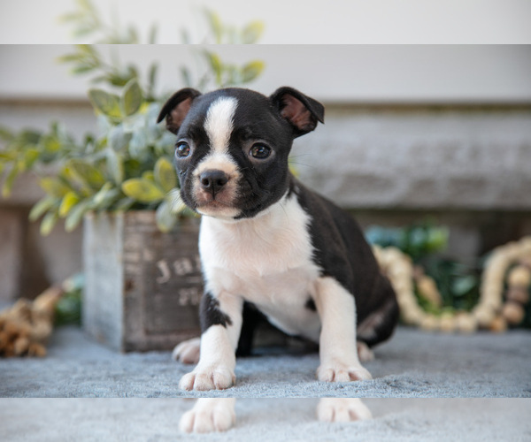 Medium Photo #15 Boston Terrier Puppy For Sale in NAPPANEE, IN, USA