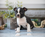 Small Photo #15 Boston Terrier Puppy For Sale in NAPPANEE, IN, USA