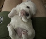 Small Photo #2 Maltese-Shih Apso Mix Puppy For Sale in INDIANA, PA, USA
