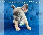 Small #3 French Bulldog