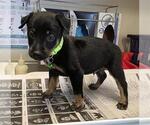 Small Labrador Retriever Mix