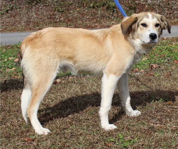 Medium Photo #1 Great Pyrenees-Unknown Mix Puppy For Sale in Prattville, AL, USA