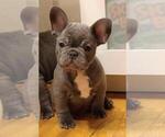 Small Photo #2 French Bulldog Puppy For Sale in BRIDGEWATER, NJ, USA