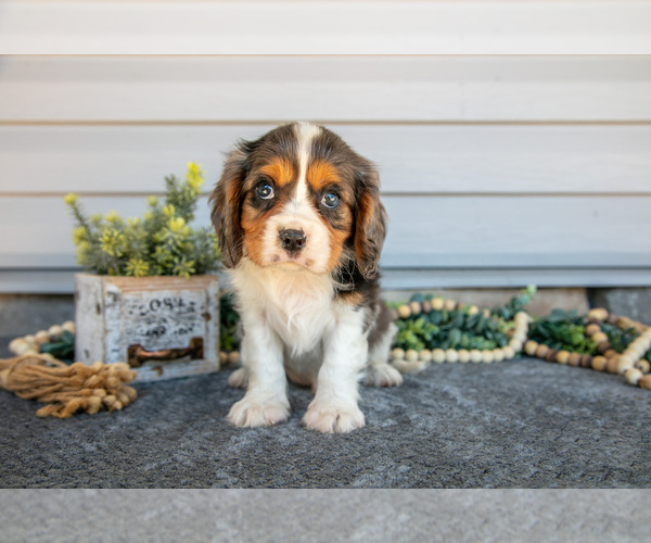 Medium Photo #2 Cavalier King Charles Spaniel Puppy For Sale in MILLERSBURG, OH, USA