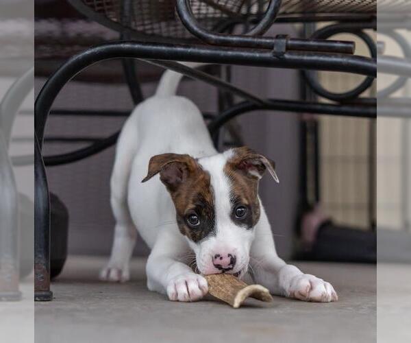 Medium Photo #4 Boxer-Unknown Mix Puppy For Sale in San Diego, CA, USA