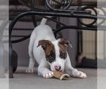 Small #3 Boxer Mix