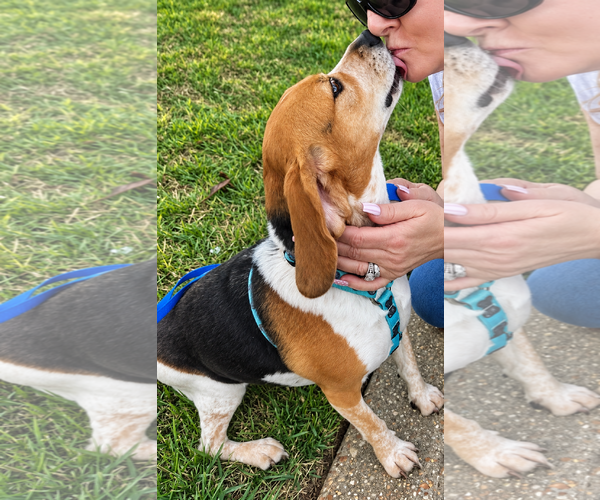 Medium Photo #3 Beagle Puppy For Sale in Dunnellon, FL, USA