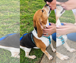 Small Photo #3 Beagle Puppy For Sale in Dunnellon, FL, USA
