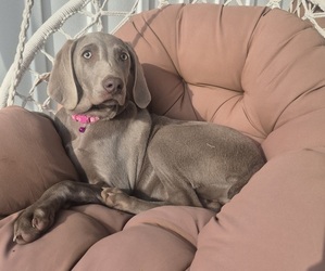 Weimaraner Litter for sale in LEWISBURG, KY, USA