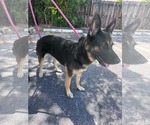 Small #1 German Shepherd Dog