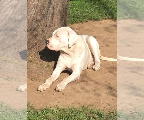 Medium Photo #3 Dogo Argentino Puppy For Sale in IRVING, TX, USA