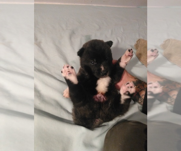 Medium Photo #2 Akita Puppy For Sale in STATESVILLE, NC, USA