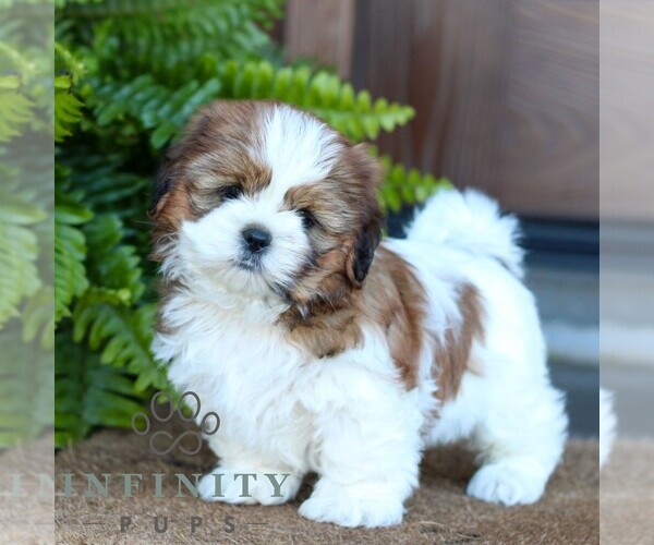 Medium Photo #1 Shih Tzu Puppy For Sale in MORGANTOWN, PA, USA