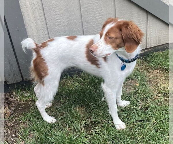Medium Photo #5 Brittany Puppy For Sale in Curwensville, PA, USA