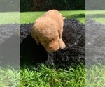 Small Photo #10 Labradoodle Puppy For Sale in DURHAM, CA, USA