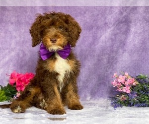 English Springer Spaniel-Poodle (Miniature) Mix Puppy for sale in LANCASTER, PA, USA