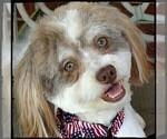Small Photo #1 Havamalt Puppy For Sale in WINSTON SALEM, NC, USA