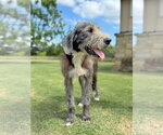 Small #2 Irish Wolfhound Mix
