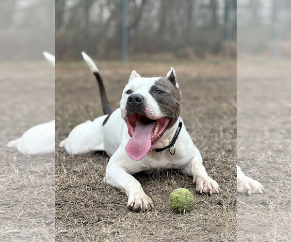 Medium Photo #1 American Pit Bull Terrier-Unknown Mix Puppy For Sale in Virginia Beach, VA, USA