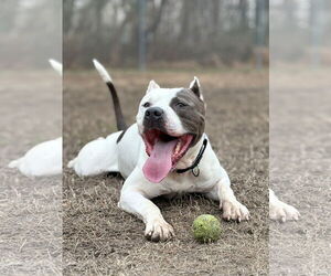 American Pit Bull Terrier-Unknown Mix Dogs for adoption in Virginia Beach, VA, USA