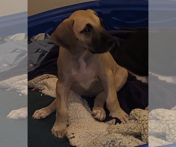 Medium Photo #2 Great Dane Puppy For Sale in BATTLE GROUND, WA, USA