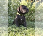 Puppy IVY Cane Corso-Doberman Pinscher Mix