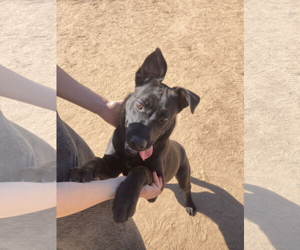 Medium Photo #12 Labrador Retriever-Unknown Mix Puppy For Sale in San Diego, CA, USA