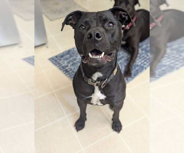 Medium Photo #4 American Pit Bull Terrier-Unknown Mix Puppy For Sale in Germantown, OH, USA