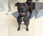 Small #3 American Pit Bull Terrier Mix