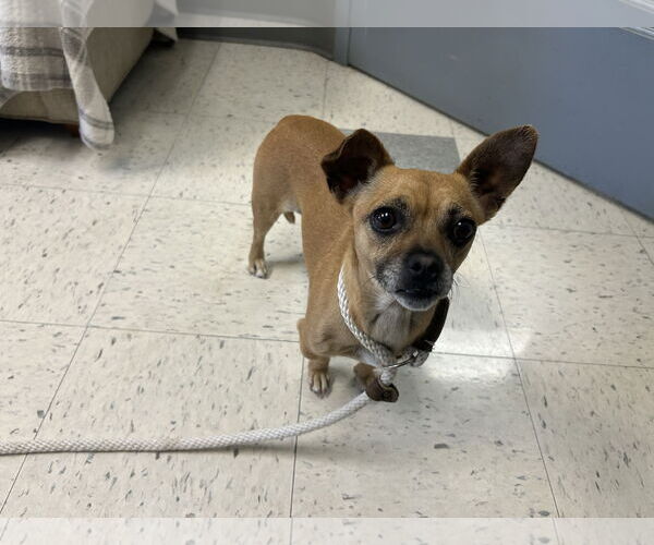 Medium Photo #8 Chiweenie Puppy For Sale in San Francisco, CA, USA