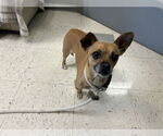 Small #7 Chiweenie