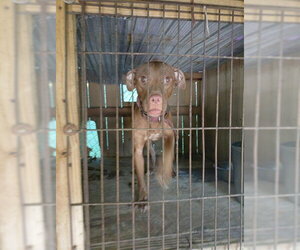 American Staffordshire Terrier Dogs for adoption in Fort Lauderdale, FL, USA
