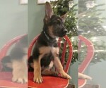 Small Photo #4 German Shepherd Dog Puppy For Sale in NORWICH, OH, USA