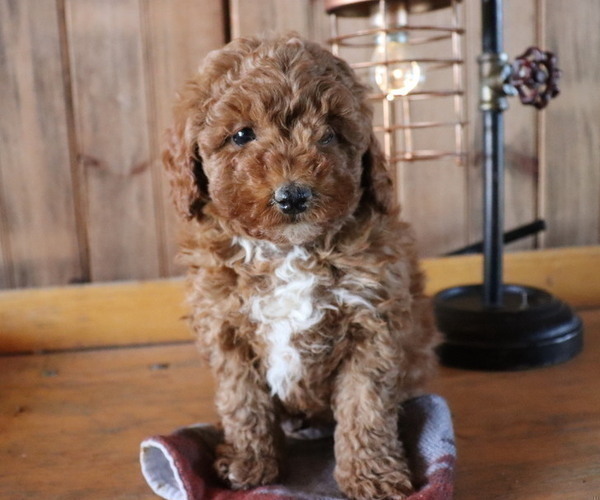 Medium Photo #3 Poodle (Toy) Puppy For Sale in HONEY BROOK, PA, USA