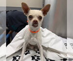Small Chihuahua Mix