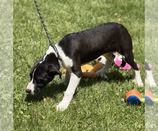 Medium Photo #4 Mutt Puppy For Sale in Yardley, PA, USA