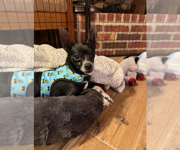 Medium Photo #1 Chihuahua Puppy For Sale in Claremore, OK, USA