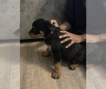 Small #14 Rottweiler