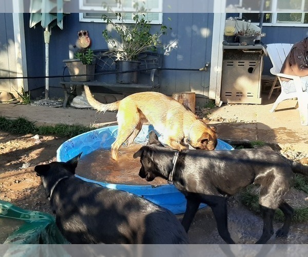 Medium Photo #25 Malinois Puppy For Sale in ORCHARDS, WA, USA
