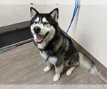 Small Siberian Husky