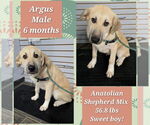 Small #1 Anatolian Shepherd-Great Pyrenees Mix